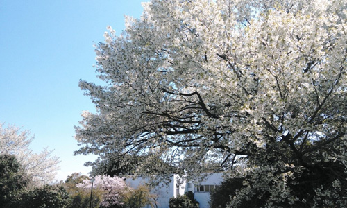 横滨国立大学留学